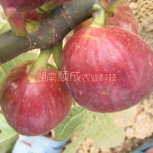 益阳波姬红无花果苗 味甜,汁多,耐寒 当年结果