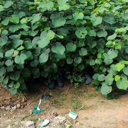 普宁市 黄槿杯苗