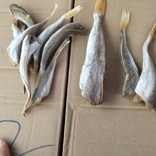 日照六角头，角肉，红头，红娘鱼干批发