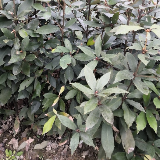 红绸木苗  红稠木 红椆木苗