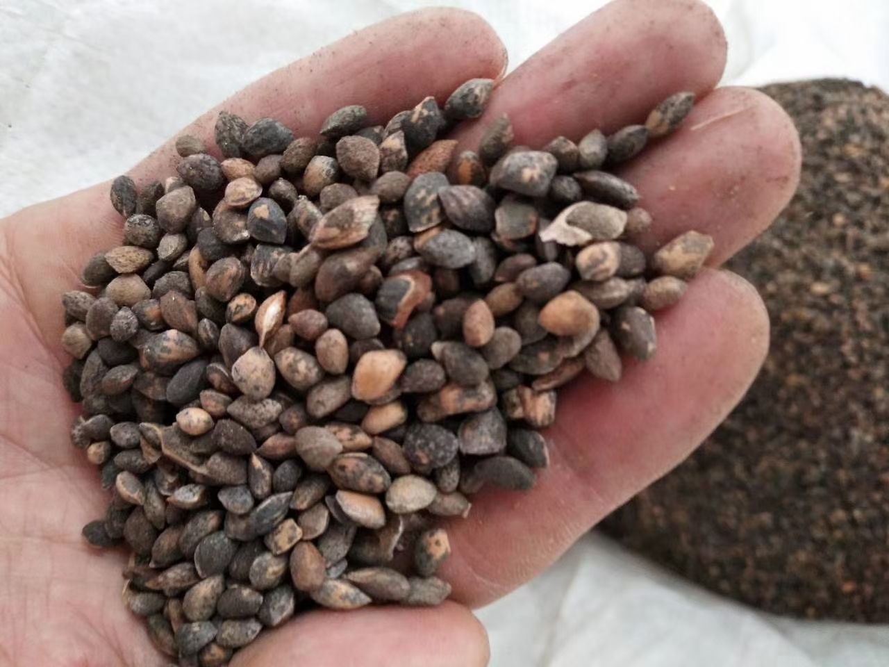 九江湿地松种子 新种上市 国外松种子 湿地松种子批发价格