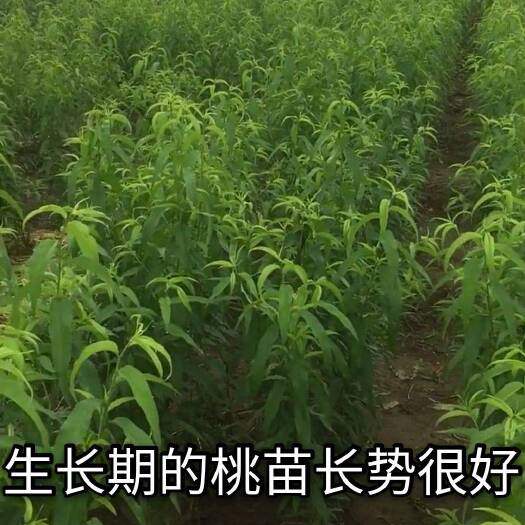 重庆市锦绣黄桃苗  优质太和黄桃苗一年嫁龄可包邮