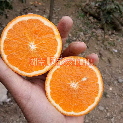 无核沃柑苗 晚熟沃柑 多汁味甜 细嫩化渣 果大无核