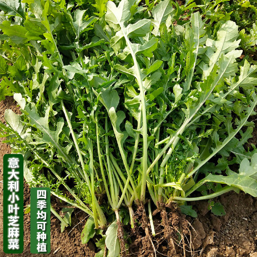 小叶芝麻菜种子  意大利芝麻菜多次 菜四季耐热耐寒香味浓