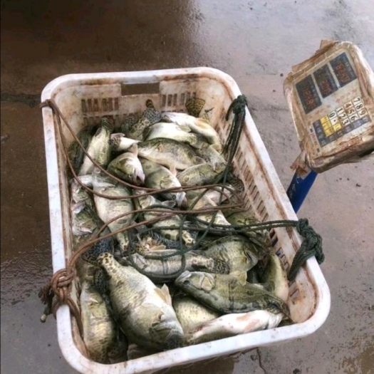 诸暨市翘嘴鳜 鳜鱼，桃花鳜，各类鳜鱼重量0.7至1.4不等