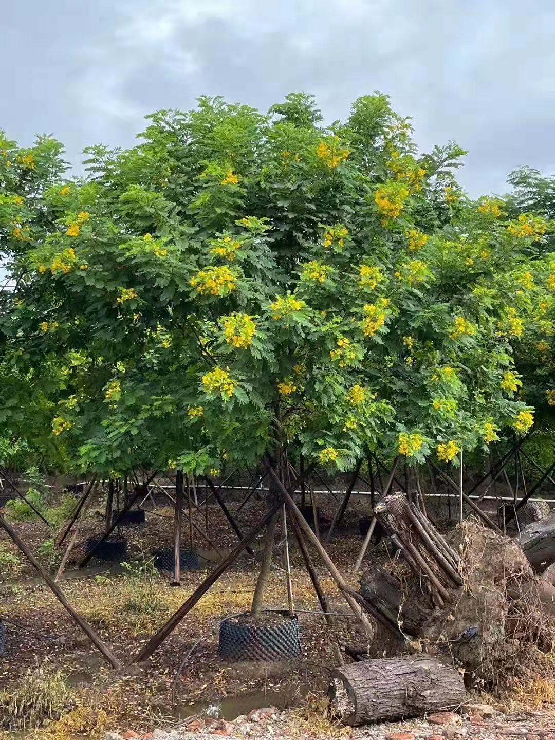  黃花槐大型苗木綠植苗場直銷