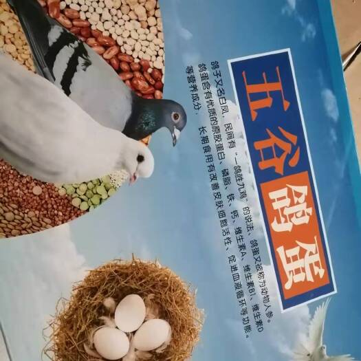 莘县新鲜鸽子蛋     礼盒包装 批发 零售都支持