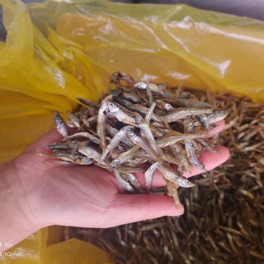 六安公鱼干  精品油炸小公