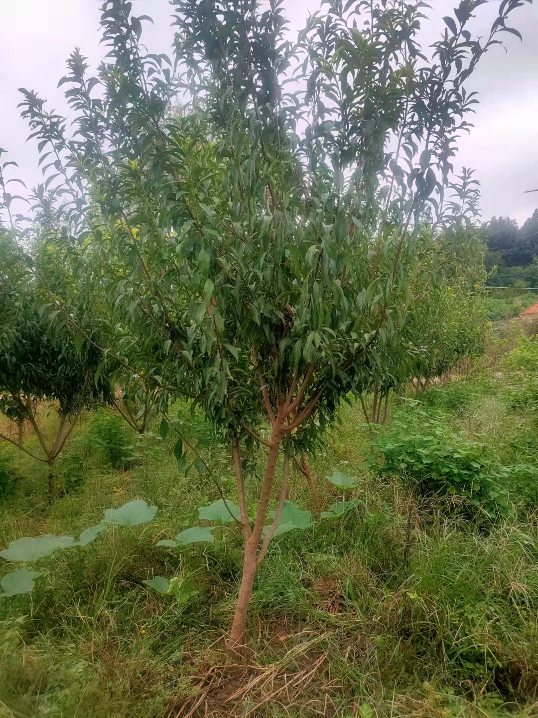 黑布林苗 李子