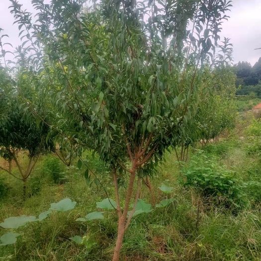 砀山县黑布林苗 李子