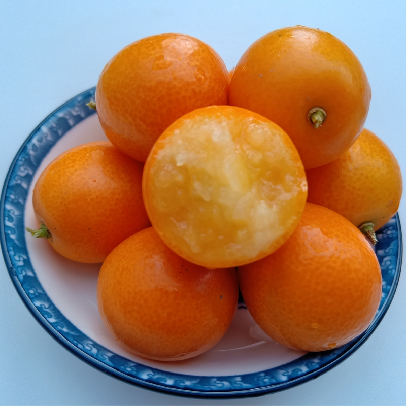 脆皮金桔  黄皮金桔新鲜水果滑皮脆皮蜜金橘水果酸甜 一手货源