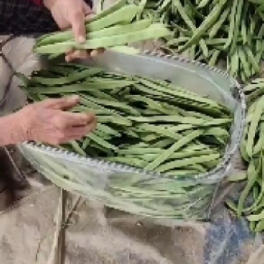莘县绿扁豆  山东莘县精品扁豆   无丝豆   紫光园茄大量上市