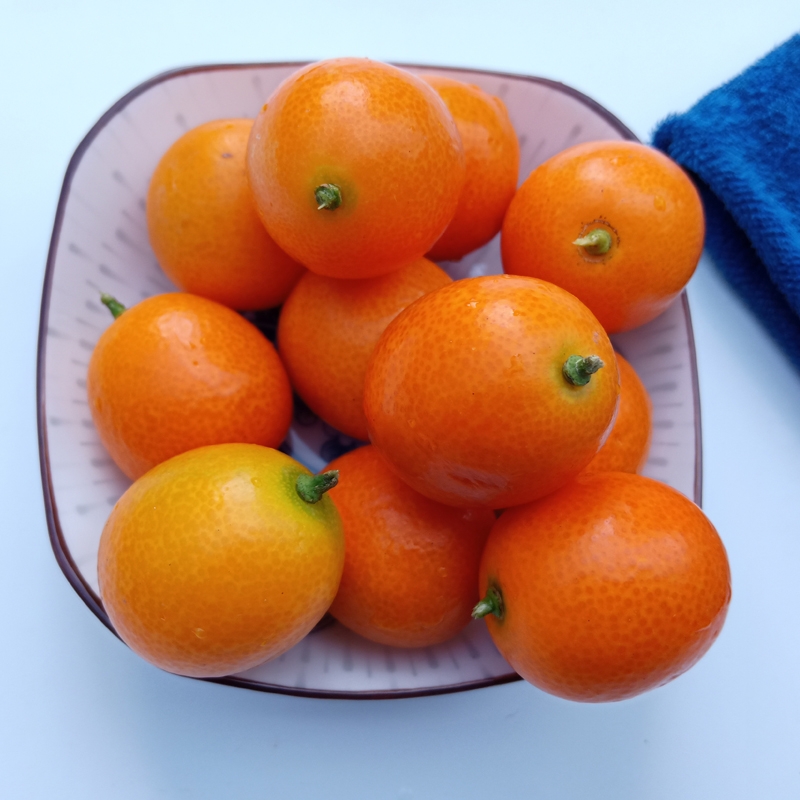 贺州脆皮金桔  黄皮金桔新鲜水果滑皮脆皮蜜金橘水果酸甜 一手货源