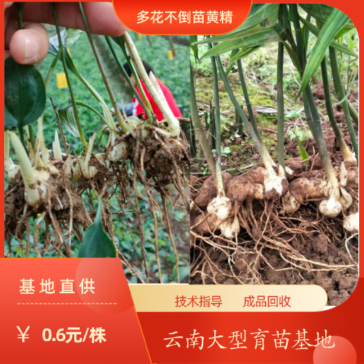 昆明黄精种苗  多花不到苗黄精苗    基地直供     技术指