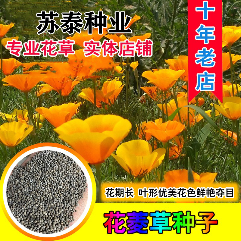 南京花菱草种子 四季易种阳台花卉盆栽种子园林绿化花籽庭院花海设计