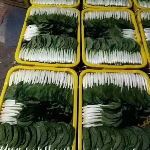 广州小白菜