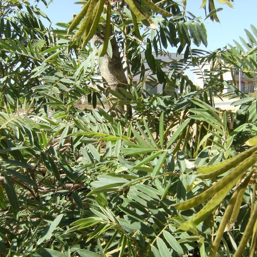 南宁山毛豆种子  广西边坡绿化护坡灌木种子山毛豆批发