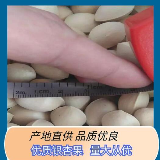 白果  银杏干果银杏鲜果银杏仁