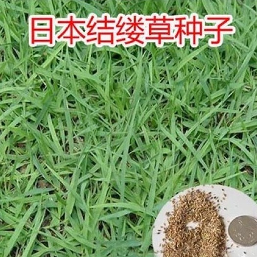 南宁结缕草种子  广西南宁边坡绿化常用种子    结缕草草种