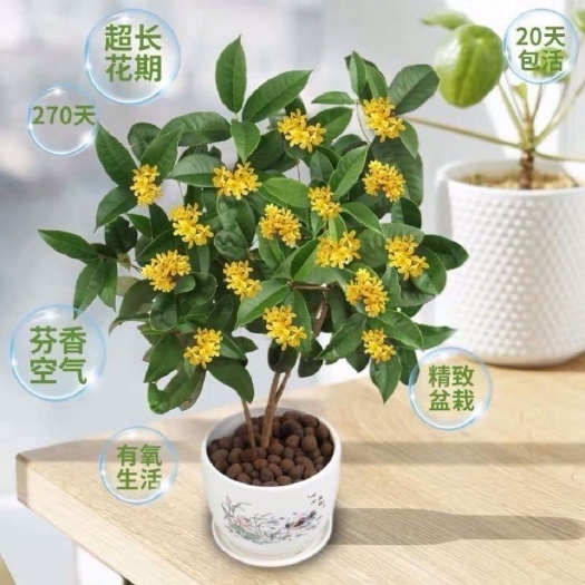 沭阳县 四季桂花浓香型盆栽好养树苗金桂耐寒室内外庭院地栽阳台绿植花卉