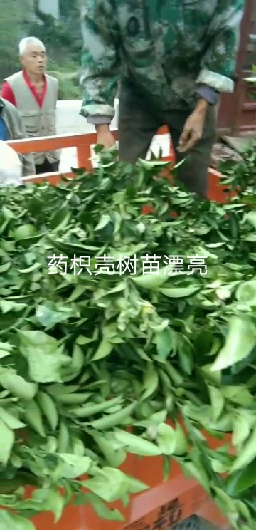 简阳市红心柚苗 嫁接苗 