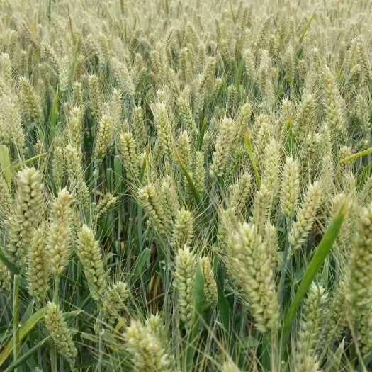 山农22号小麦种子，综合抗性好，产量高，