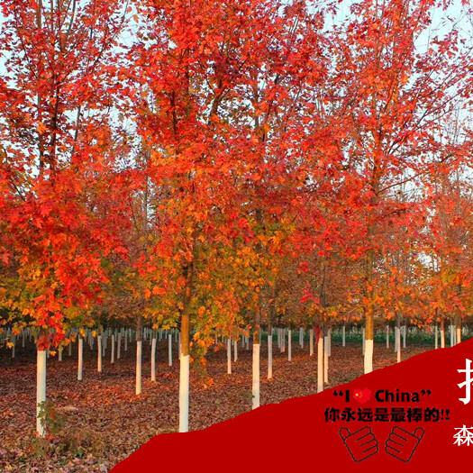 郯城县美国红枫苗  红枫苗  红枫美国红枫批发价免费送货