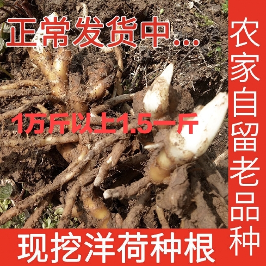 宣恩县洋合笋种根  洋荷洋藿洋荷姜种根