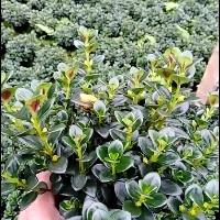 漳平市花金鱼吊兰  金鱼吊兰苗金鱼花亲嘴鱼吊兰四季常青花卉室内办公室观花植物盆栽