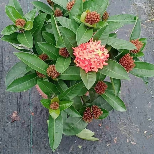 漳平市基地直供龙船花盆栽四季开花阳台庭院水绣球花苗带花苞大花小苗