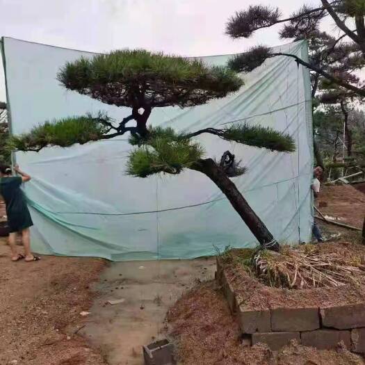 济南造型黑松 
