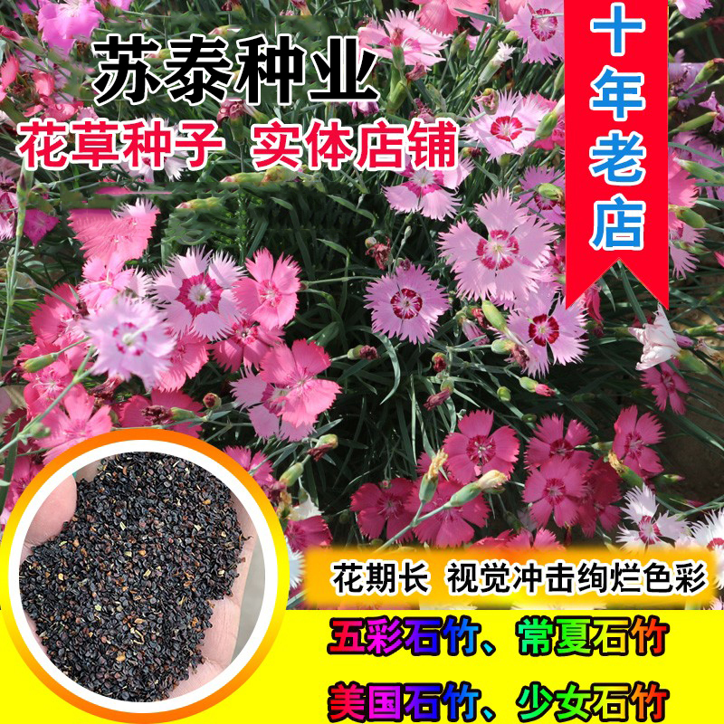 南京美国石竹种子  五彩石竹种子美国石竹耐寒草花春秋花少女石竹欧