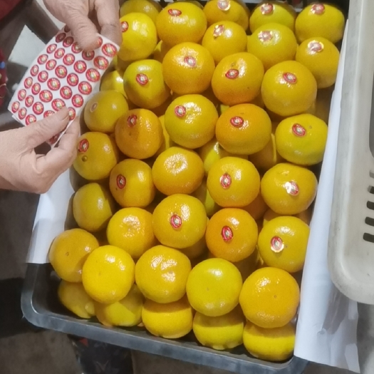海城市精品蜜桔，辽宁最实惠。本人产地直销。一手货源