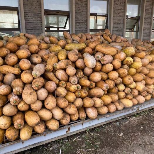 鞍山本公司出售大量蜜本南瓜