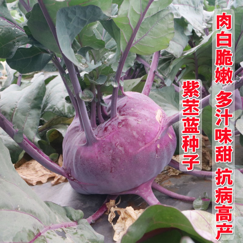 济南苤蓝种子 水果苤兰种子 秋季蔬菜种孑 早绿紫苤蓝种籽 丕蓝