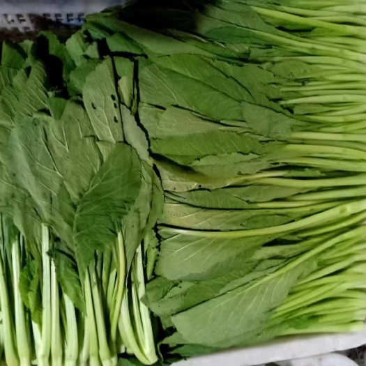 广州芥菜 春芥