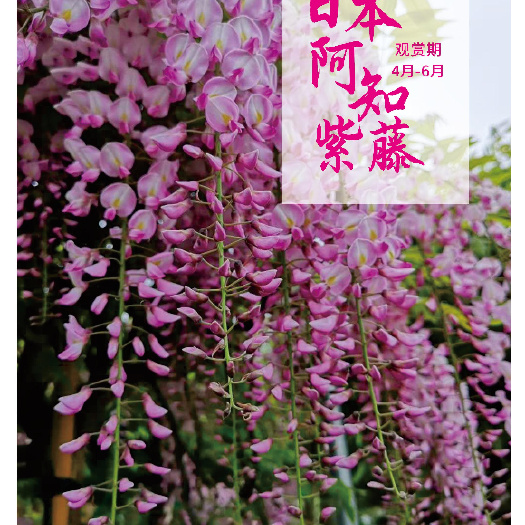 多花紫藤 紫藤花苗树苗爬藤植物紫藤萝四季开花别墅庭院紫藤花攀