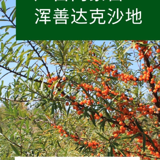 苍溪县 沙棘干果颗粒果干