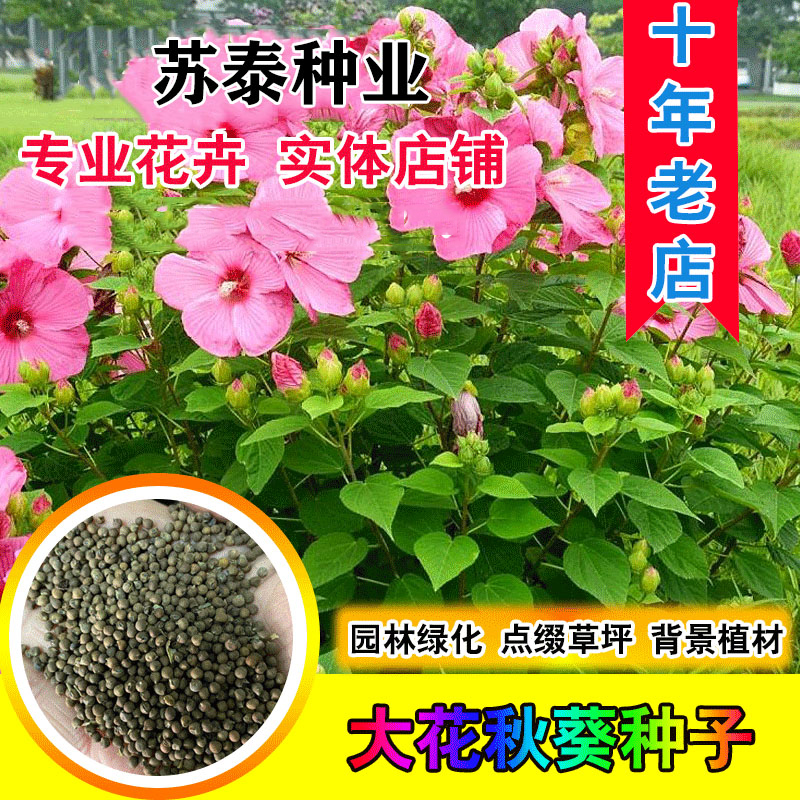 南京大花秋葵种子美芙蓉草芙蓉宿根多年生背景植材园林绿化观赏种籽