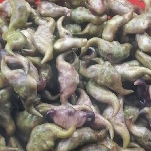 苏州菱角 