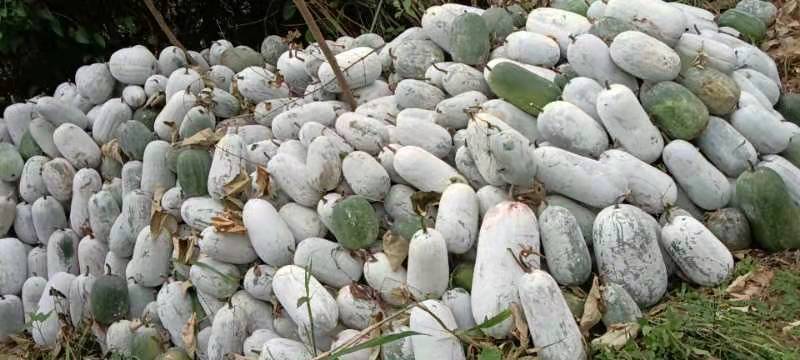 宁洱县白皮冬瓜  冬瓜