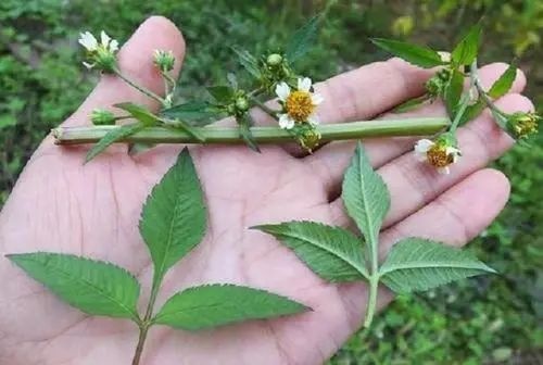 博白县鬼针草 