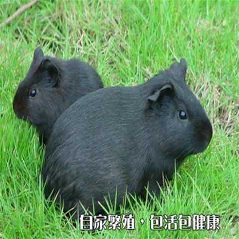 黑豚荷兰猪活物黑色豚鼠活体鼠繁殖宠物送笼子牧草饲料
