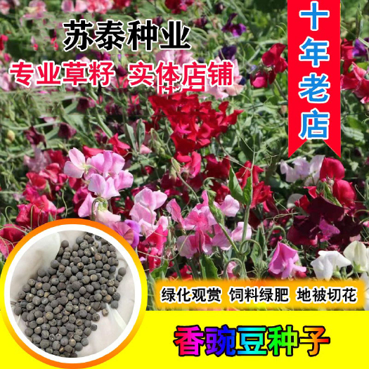 南京香豌豆种子可留种切花合集可地栽盆栽庭院花卉春秋播庭院耐寒