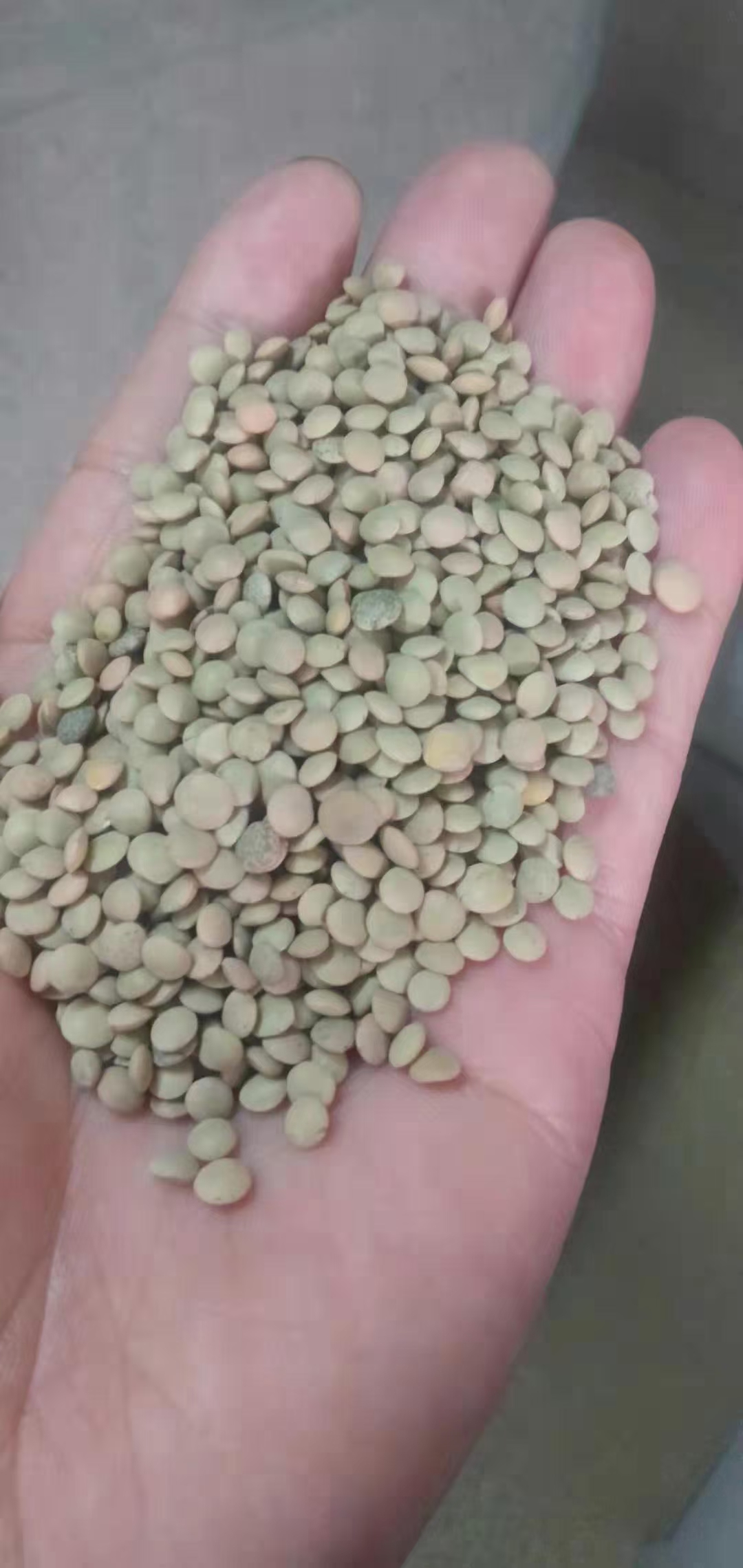 天津綠扁豆