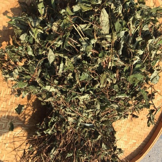 苍溪县鱼腥草茶  鱼腥草