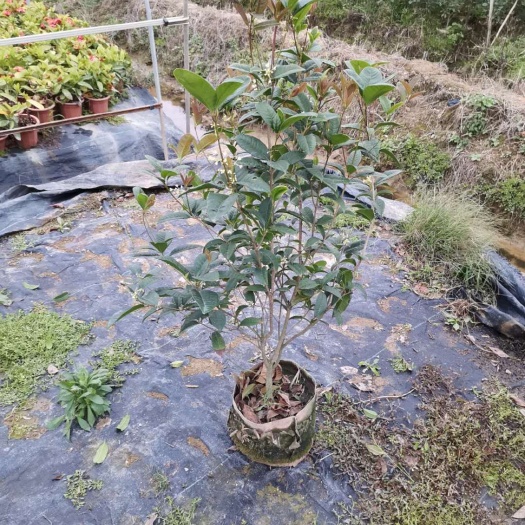 漳平市 桂花树苗基地批发  四季桂八月桂小苗 品种齐全 绿化园林工程