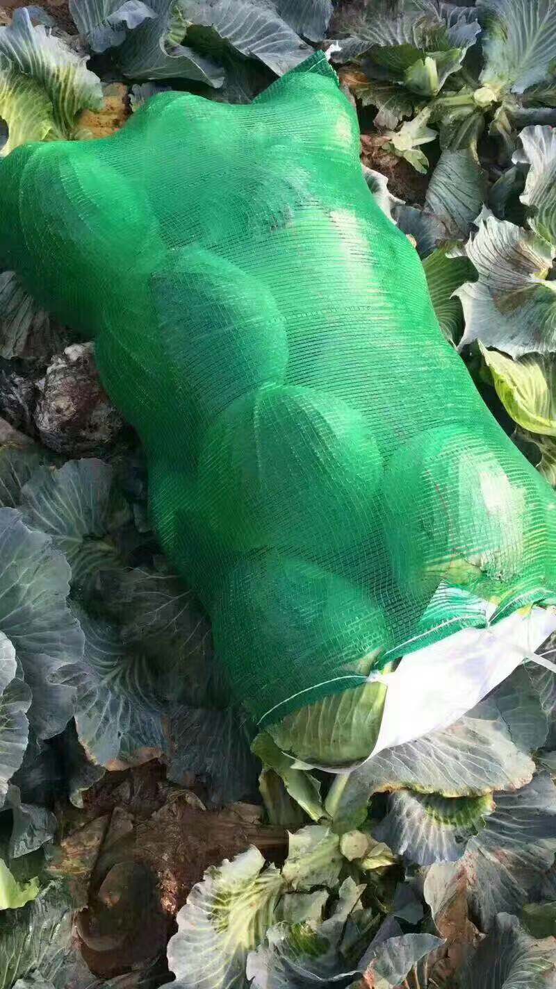 新鲜蔬菜奥奇娜甘蓝包菜  湖北嘉鱼奥奇娜包菜大量上市。优惠多