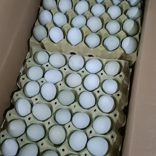 商丘精品绿壳乌鸡蛋土鸡蛋了