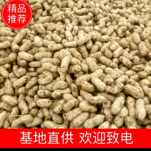 永城市花生，鲜花生，鲁花花生，沙地花生，大量供应，欢迎各位老板联系